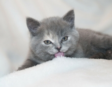 kitten licking